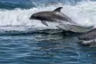 Witness Playful Dolphins & Breathtaking Sunsets on a Wildlife Cruise through San Carlos Bay - Second Medium