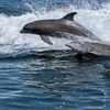 Image 5: Breathtaking Sunsets on a Wildlife Cruise through San Carlos Bay