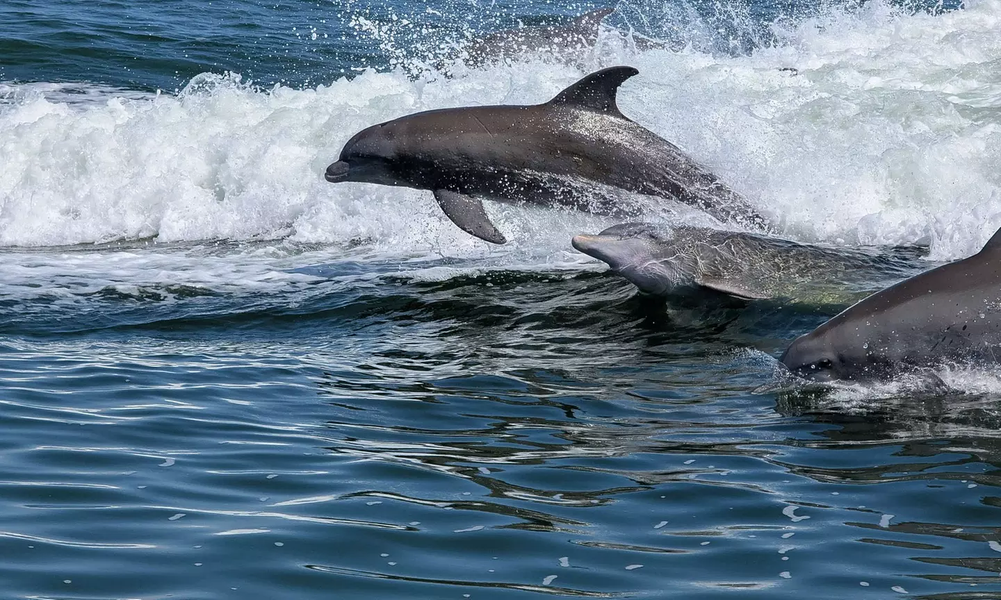 Sunset Dolphin and Wildlife Cruise: Child or Adult Ticket