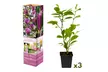 Set de plantas de Magnolia, Susan, Soulangeana, Stellata - Image 6