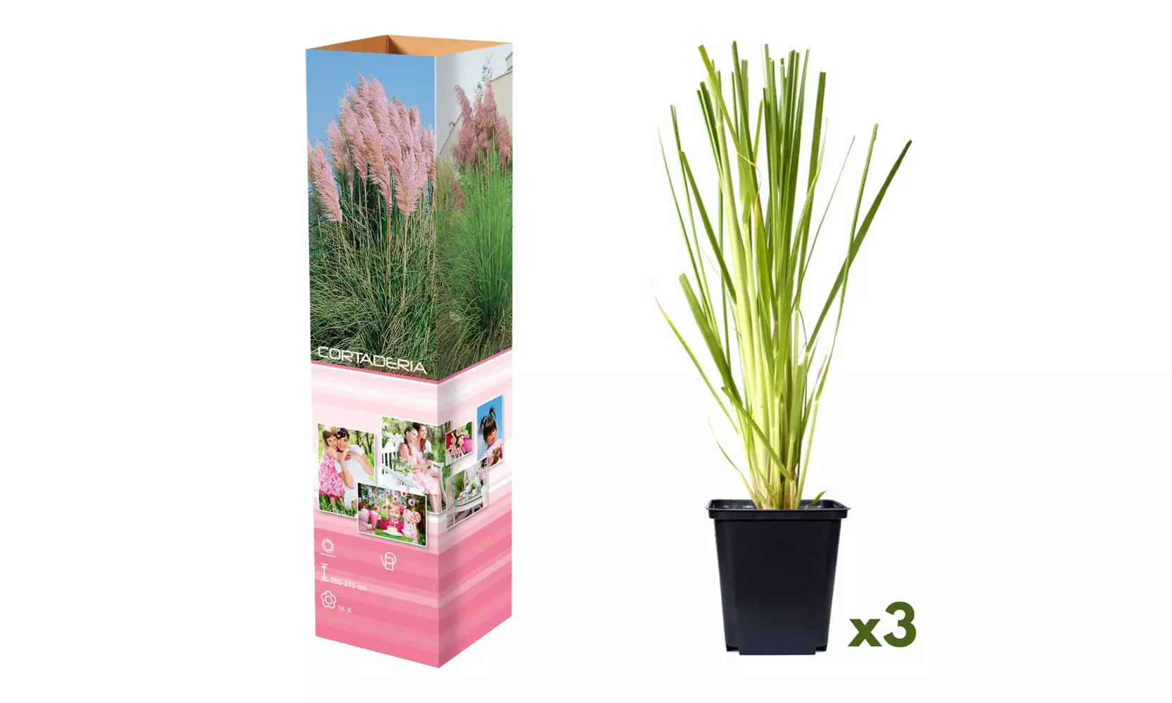 3 of 6 pampasgras planten