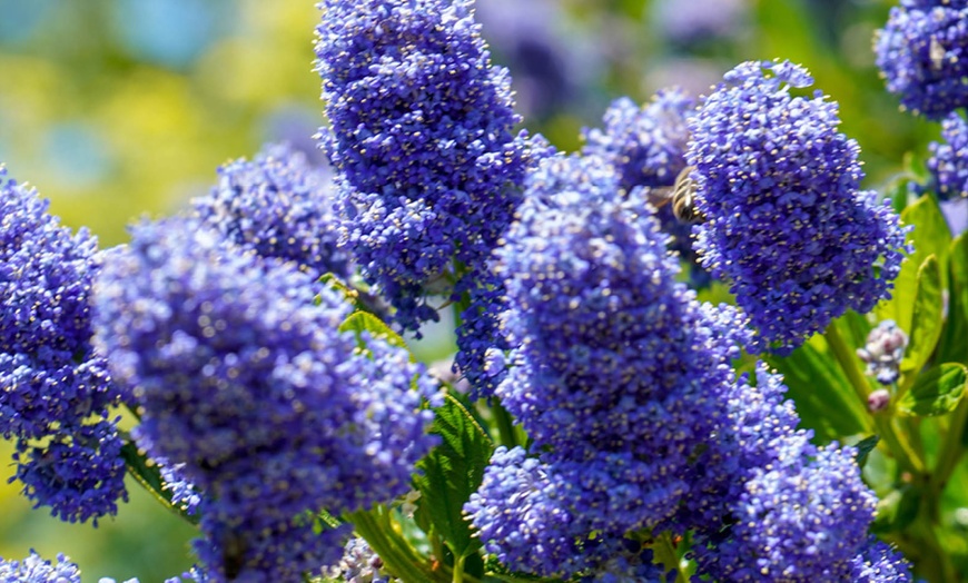 Image 3: Californian Lilac on Trellis, Established Plant in a 17cm Pot 