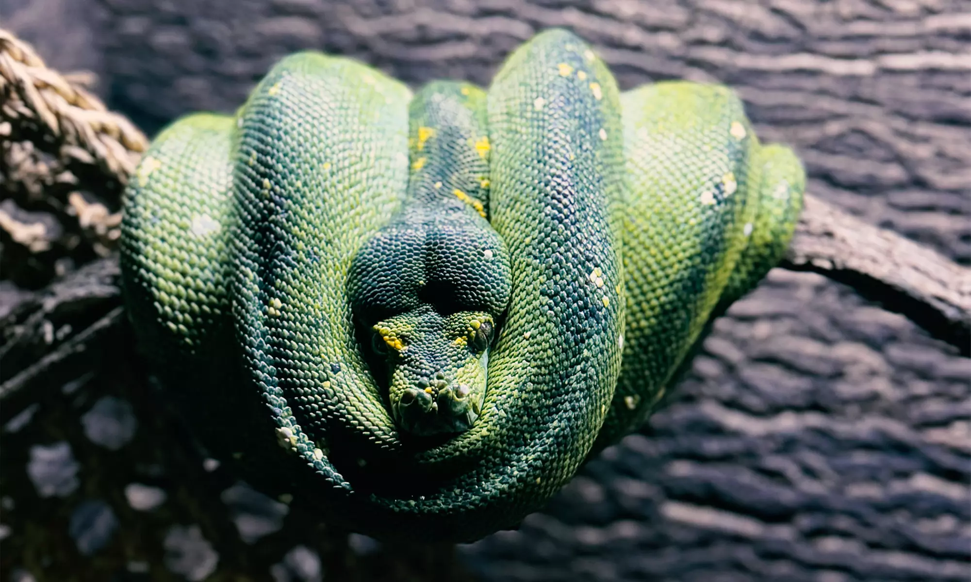 Wildlife Learning Center Admission Deals & Discounts