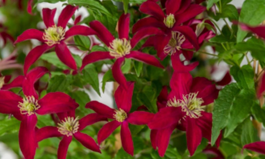 Image 3:  Clematis All Seasons Collection 7cm potted Plants