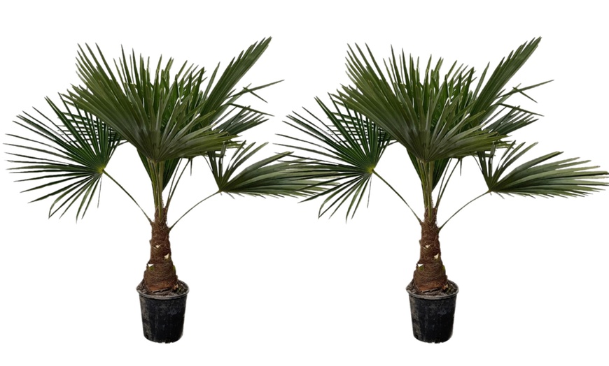 Image 5: 1 ou 2 palmiers "Trachycarpus fortunei" de Gardenzo