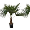 Image 5: 1 ou 2 palmiers "Trachycarpus fortunei" de Gardenzo