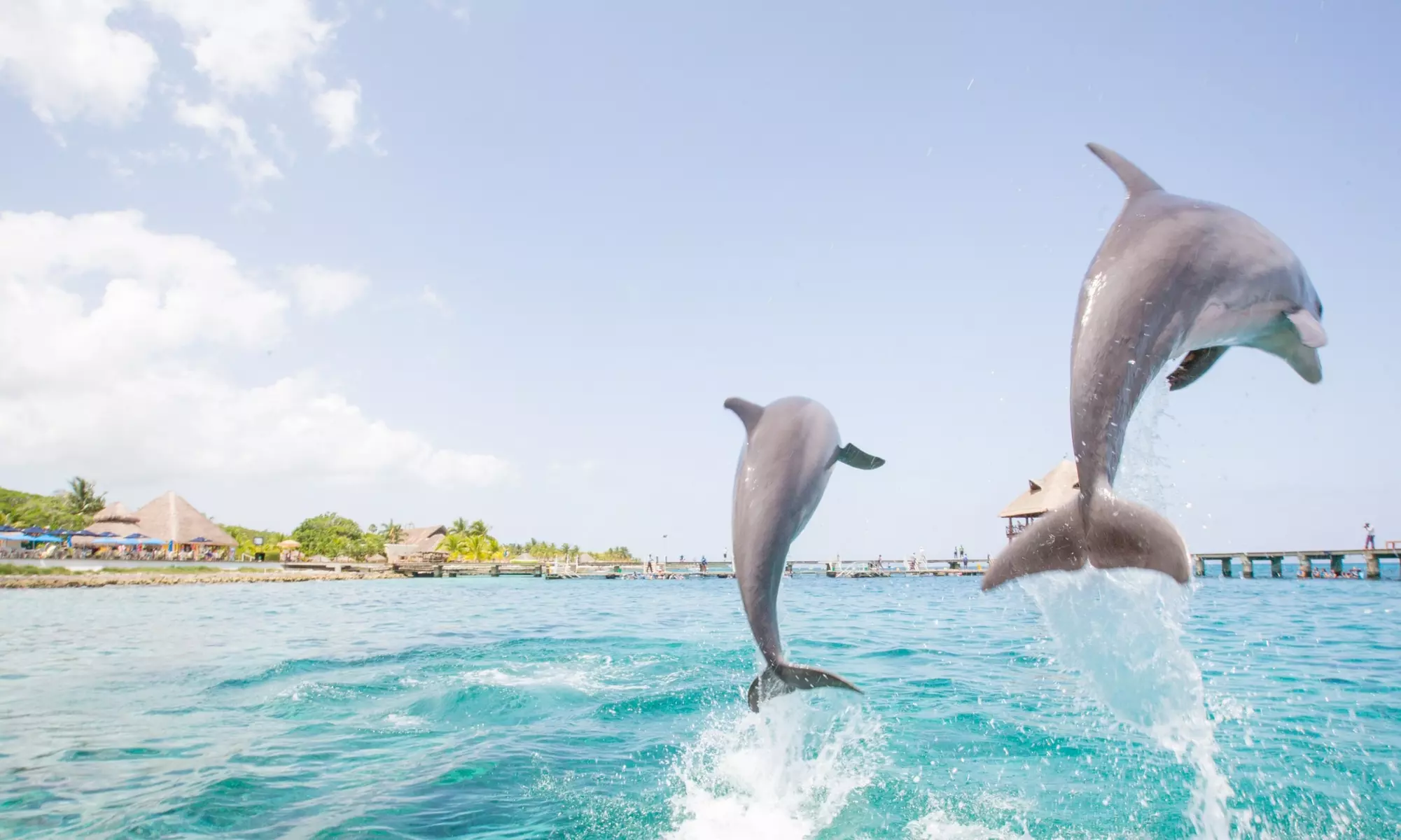 Dolphin & Wildlife Cruise with Sunset Views - Fort Myers Beach