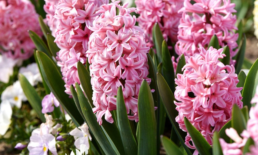 Image 3: Festive Hyacinth 'Pink or White Pearl' - 5 Bulbs in Decorative Planter