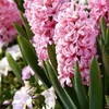 Image 3: Festive Hyacinth 'Pink or White Pearl' - 5 Bulbs in Decorative Planter