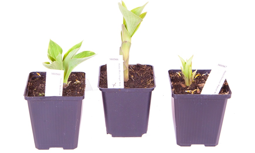 Image 2: YouGarden Hardy Hosta Collection
