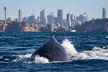 Weekday/Weekend Express 3 Hour Whale Watching Cruise with Refreshments (Up to 26% Off) - Second Medium