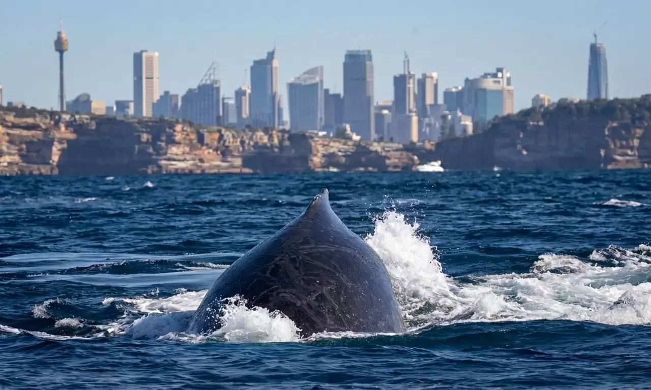 Weekday/Weekend Express 3 Hour Whale Watching Cruise with Refreshments