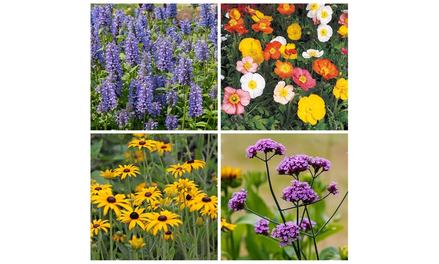 Image 4: YouGarden Hardy Garden Perennial Collection