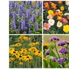 Image 4: YouGarden Hardy Garden Perennial Collection