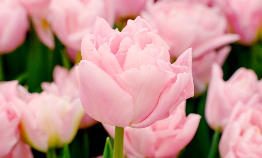 Image 2: 15 of 25 Tulipa Dreamer bloembollen