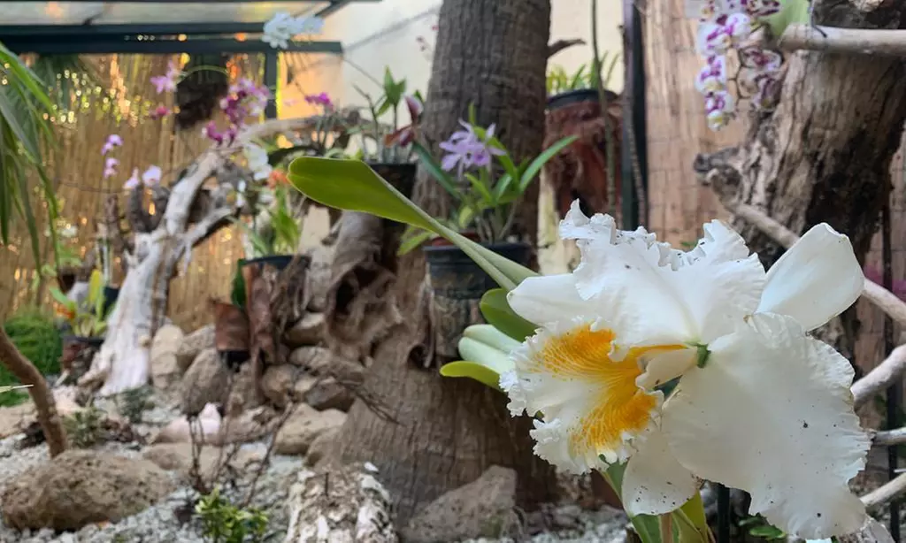 Entrada al orquidario y brunch en Café Orquidea