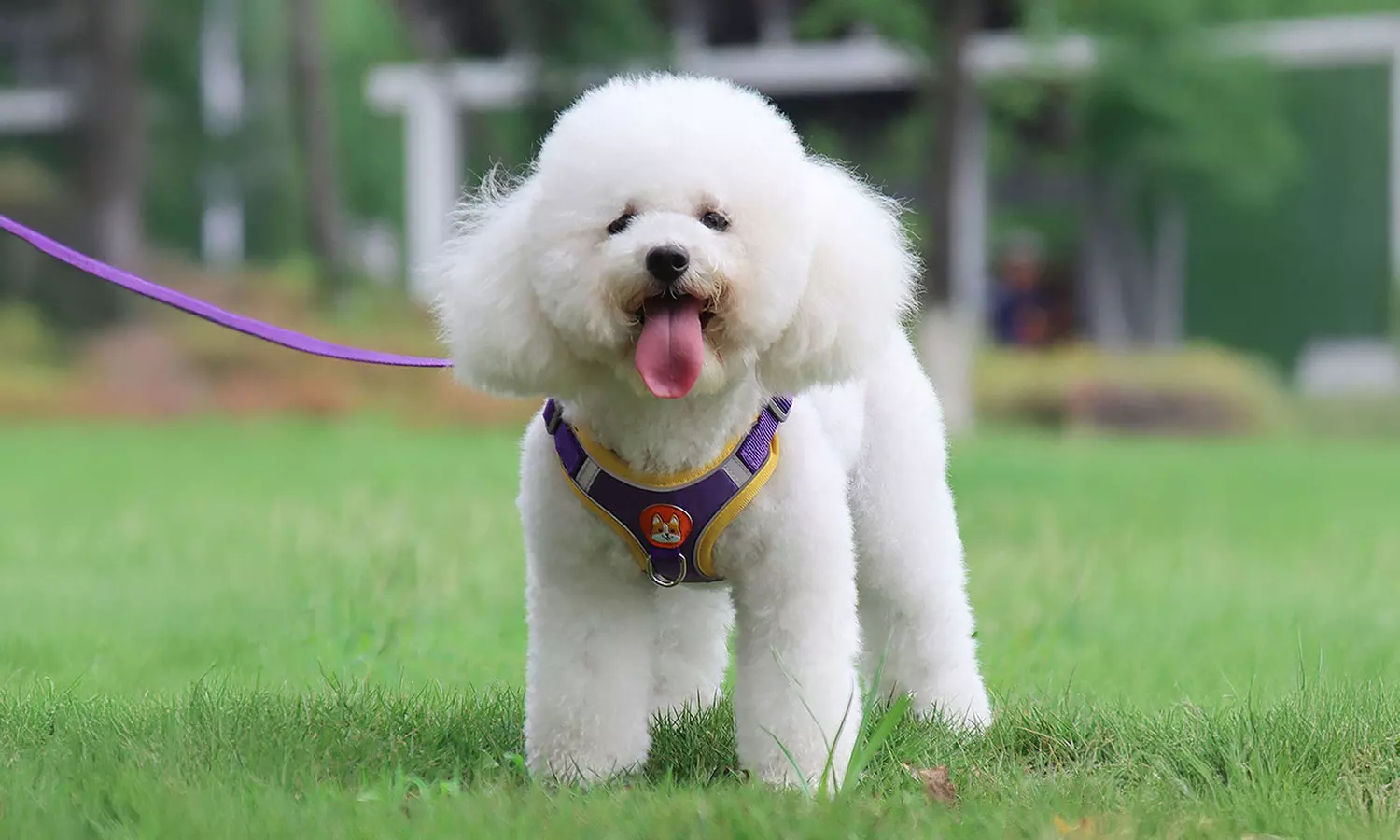 Dog Harness Leash Set with Collar Reflective No Pull for Small Dogs