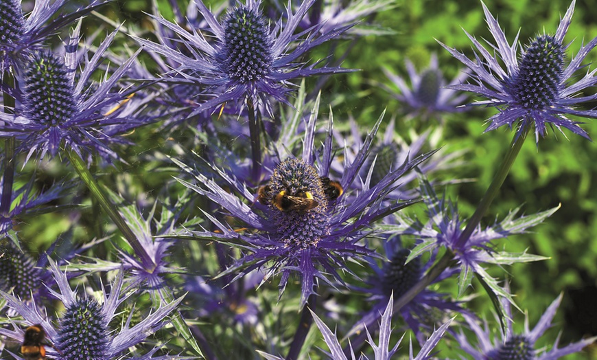 Image 2: Sea Holly Eryngium Blue Steel - 5 or 10 Plants