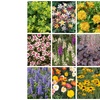 Image 1: YouGarden Hardy Garden Perennial Collection