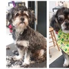 Image 2: Up to 20% Off on Pet Grooming at Galaxy Grooming inc