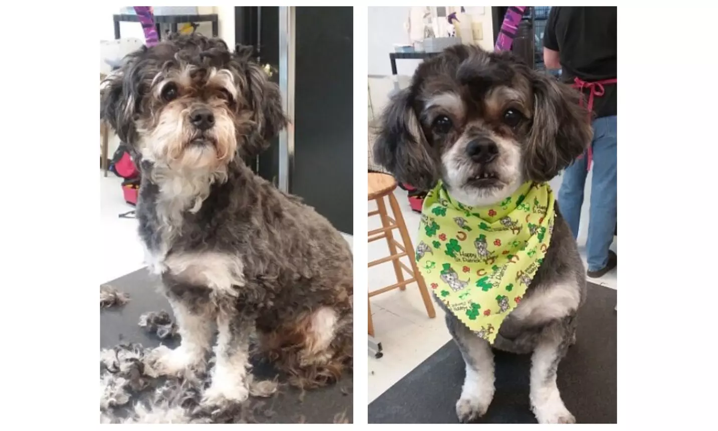 Give Your Small Dog a Refreshing Wash With Expert Care