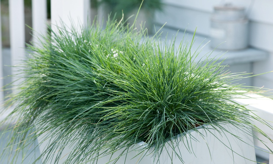 Image 5: 6 plants de fétuque bleue Festuca Glauca "Blue" 12-15 cm