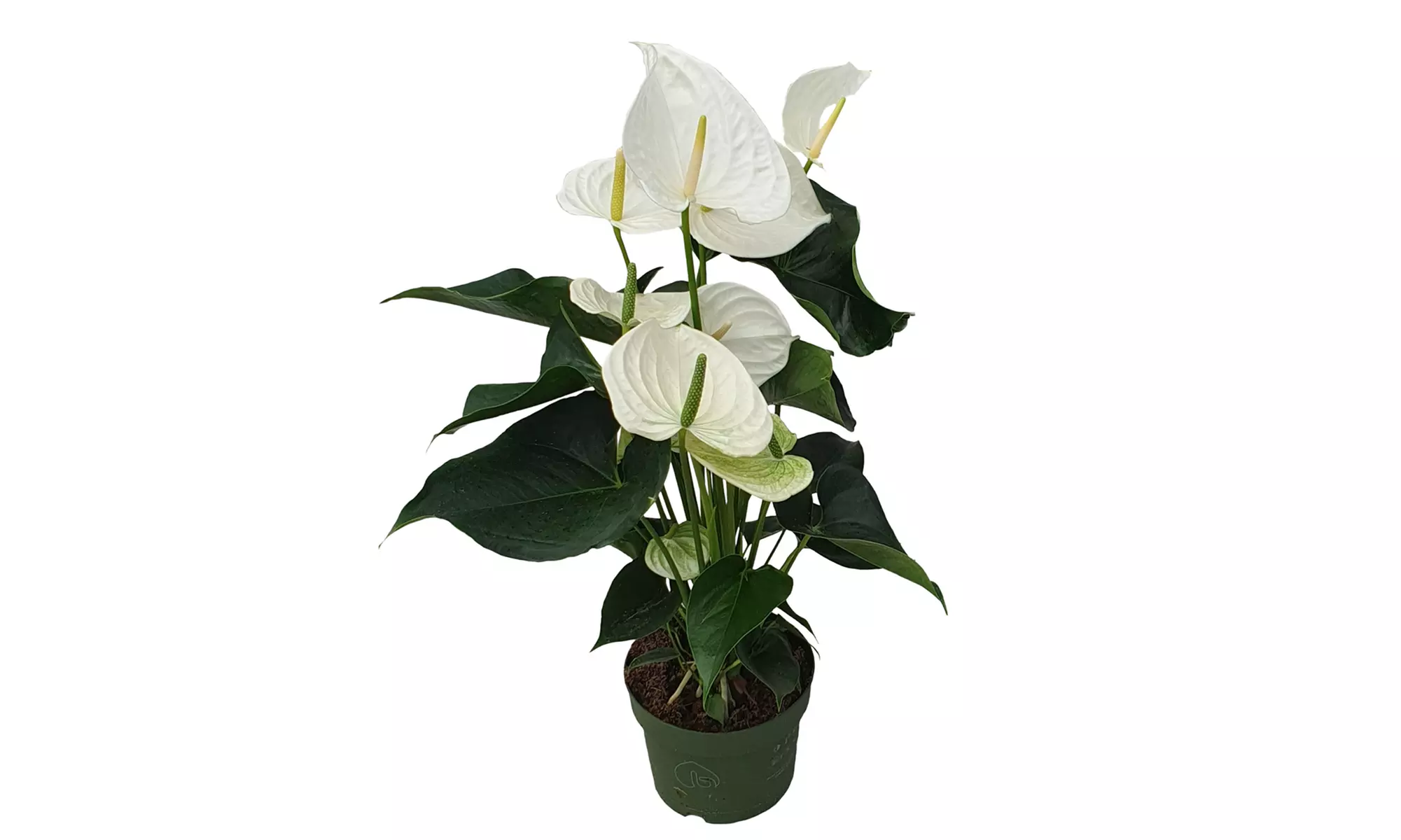 Rootz Flamingoblume (Anthurium)