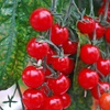 Image 4: Tomato Plants - Mixed Varieties - 3 or 6 Plants