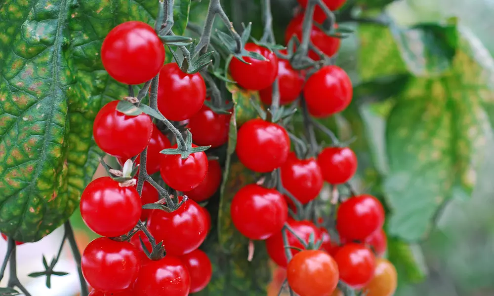 Tomato Plants - Mixed Varieties - 3 or 6 Plants
