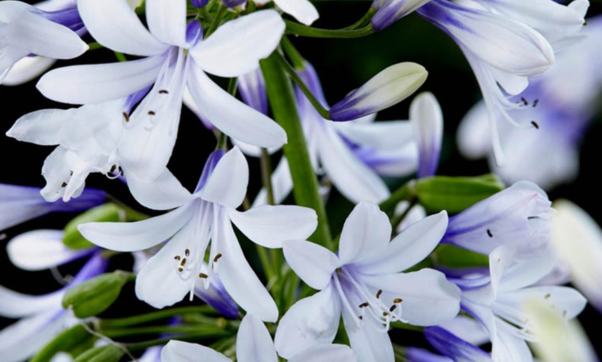 Image 2: Three Packs of Agapanthus 'Fireworks', Bi-Coloured Blooms in 9cm Pots