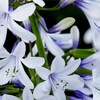 Image 2: Three Packs of Agapanthus 'Fireworks', Bi-Coloured Blooms in 9cm Pots
