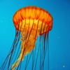 Image 11: Aquarium of the Pacific: Admission for All Ages Up to 33% Off