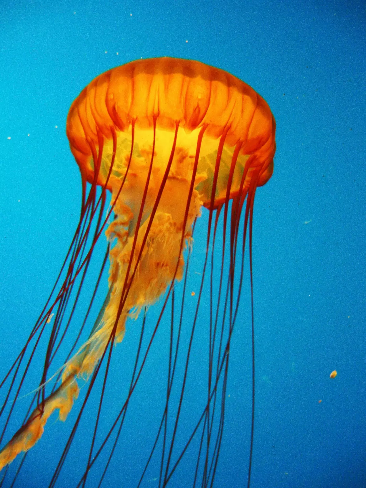Aquarium of the Pacific: Admission for All Ages