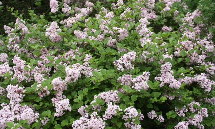 Image 4: Dwarf Lilac Standard Tree - One, Two or Three Plants in 2-litre Pot