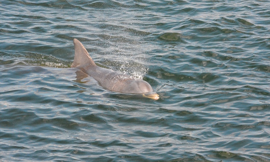 Image 2: Dolphin Watch & Historical Tour at St. Augustine Harbor