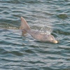 Image 2: Dolphin Watch & Historical Tour at St. Augustine Harbor