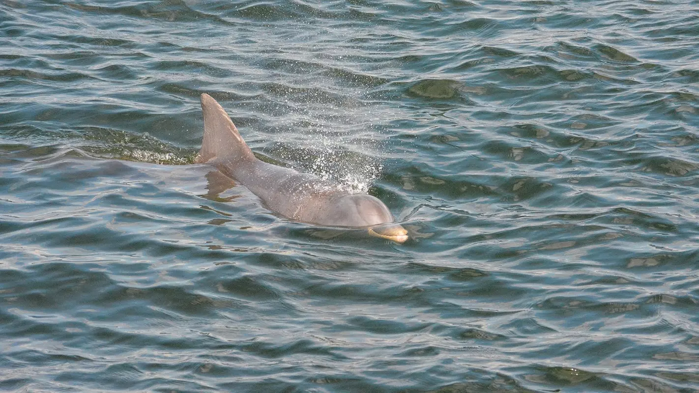 Dolphin Watch & Historical Tour at St. Augustine Harbor