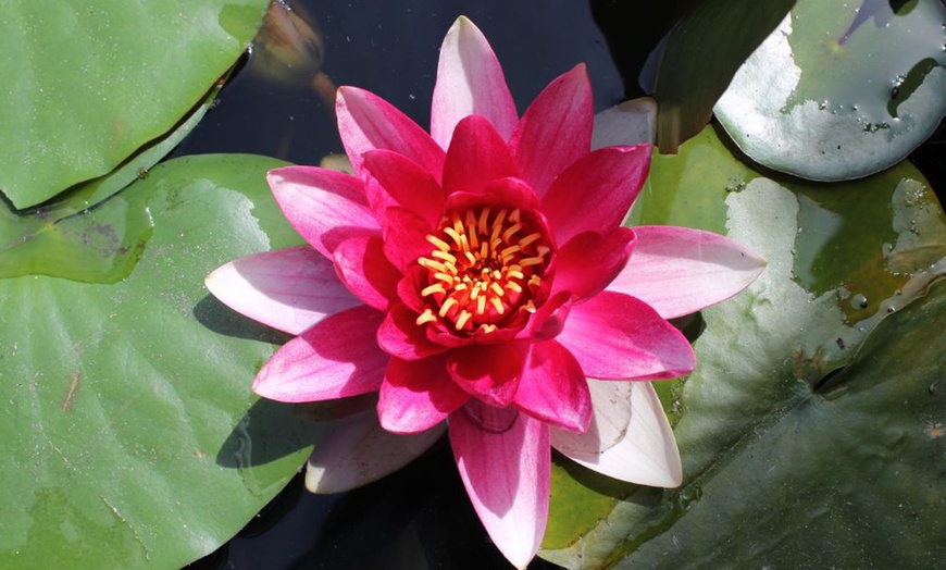 Image 1: Water Lily Plants + Optional Black and Gold Pot