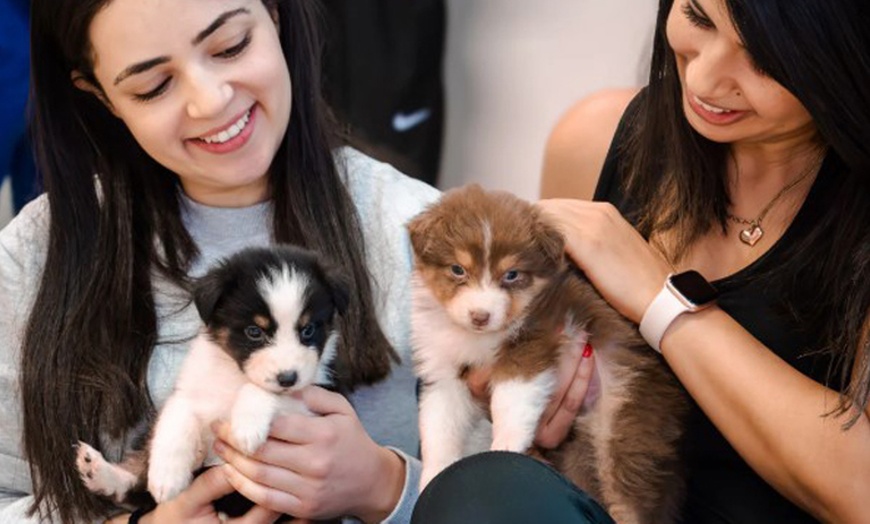Image 2: Indulge in a 1 Hour Puppy Yoga Class for a Child or Adult