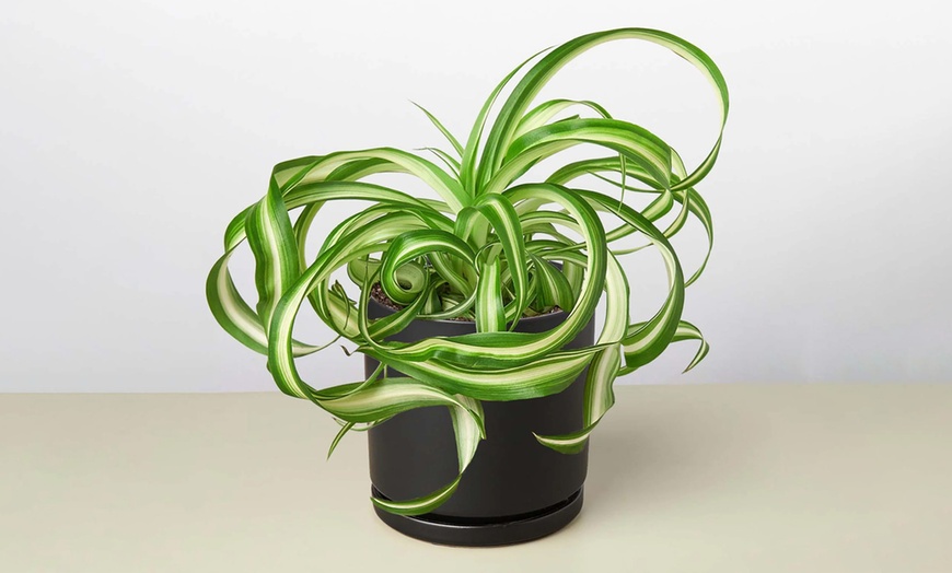 Image 10: Curly Charm: Spider Plant 'Bonnie' – Easy Care & Air-Purifying from House Plant Shop with Free Shipping Up to 15%Off