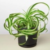 Image 10: Spider Plant 'Bonnie' in 3", 4", 6", and 8" sizes – Easy Care & Air-Purifying with Free Shipping Up to 15%Off