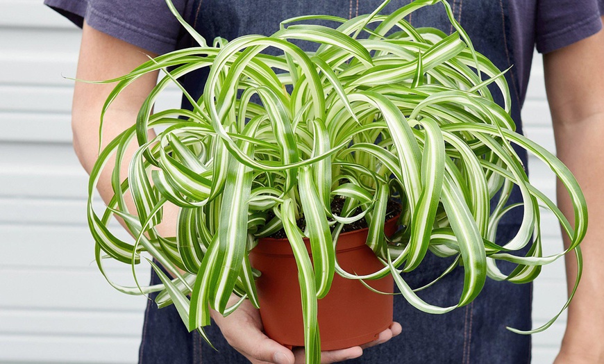 Image 8: Curly Charm: Spider Plant 'Bonnie' – Easy Care & Air-Purifying from House Plant Shop with Free Shipping Up to 15%Off