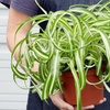 Image 8: Spider Plant 'Bonnie' in 3", 4", 6", and 8" sizes – Easy Care & Air-Purifying with Free Shipping Up to 15%Off