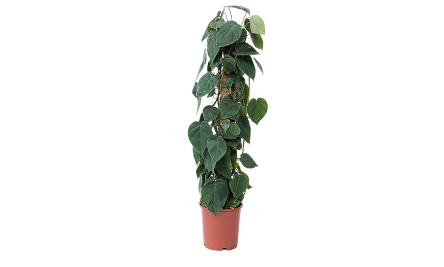 Image 3: Kletter-Philodendron inkl. Moosstab
