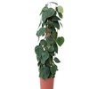 Image 3: Kletter-Philodendron inkl. Moosstab
