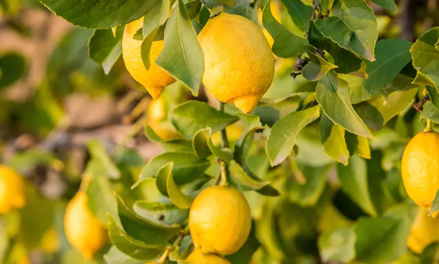Image 3: Citrus 'Lemon' Tree