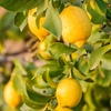 Image 3: Citrus 'Lemon' Tree