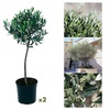 Image 2: 1 ou 2 grands oliviers rustiques XXL