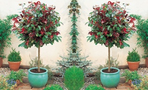 One or Two Photinia Red Robin Standard Trees in 3-Litre Pot