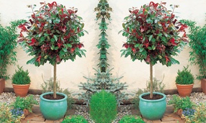 One or Two Photinia Red Robin Standard Trees in 3-Litre Pot